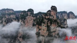 张家界景区初夏云海漫卷 峰林宛若水墨仙山