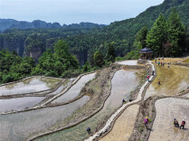 Rice Seedling Transplanting Festival Held in Tianzi Mountain Scenic Area