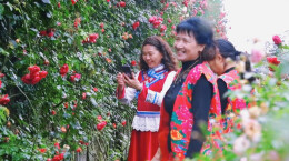 视频 | 桂东桥头乡： 一墙繁花醉游人