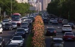 北京环路戴上了“月季项链”，为何不是其他花？