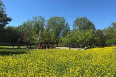 海淀这一免费公园，百亩油菜花正盛放