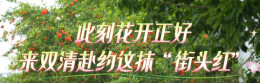 此刻花开正好，来双清赴约这抹“街头红”