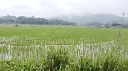 东安紫溪市镇调元千亩早稻种植示范点秧苗长势喜人