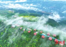 双牌：茶旅融合 生态赋能@湖南日报图片新闻