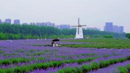 月亮岛紫兮庄园花海正式开园