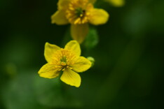 南山国家公园候选区发现湖南新记录植物驴蹄草