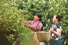 视觉丨嘉禾：栀子花开 助农增收
