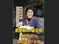 “永州问道”之“瑶珍姐姐”带你种田系列视频⑫｜农耕智慧：分清杂交稻与常规稻，留种耕种大有不同