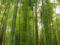 泰国竹产业与绿色经济发展研修班在京开班