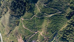 瑶茶擎领林改路 绿富同兴满溆浦