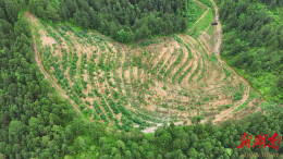 炎陵油茶套种覆盆子基地结出“致富红果”