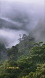 视频｜在炎陵水口，一场雾与桐花的邂逅等你赴约