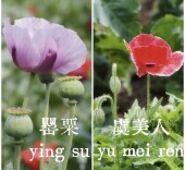 七星街镇主题禁毒宣讲进校园
