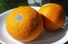 水果有个小霉点，挖掉还能吃……是真是假？