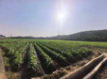 江华崩塘村：盘活荒山荒地 产业“变废为宝”