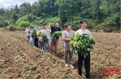 青春挥汗田间地头 党建助力春耕生产