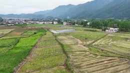 炎陵：小油坊激活乡村振兴新动能