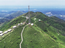 寻茶记｜云深不知处，寿岳有真茗——南岳云雾茶的一叶春秋