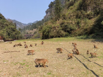 猕猴栖青山 产业兴乡村