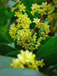 母亲的桂花树