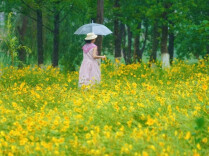 A Sea of Golden Flowers on Mopan Isle