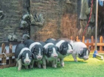 Spotted Pigs Pave a 