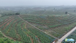800亩蓝莓进入采摘季！白水镇西长村邀您共享“莓”好时光