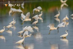 护洞庭生灵 泽万物共荣——岳阳林业生物多样性保护成效纪实