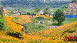 【大美鹤城】湖天小游园花海盛开 市民打卡初夏浪漫