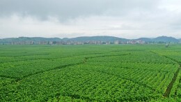 新田县新圩镇：小满添绿意 “金叶”待飘香（组图）