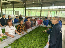 看！茶香提质有门道