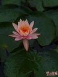 赏花需趁早，陆家新屋睡莲正艳