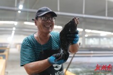养殖石斑鱼助增收