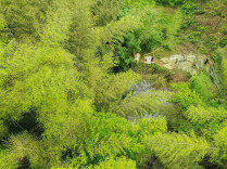伐竹制纸