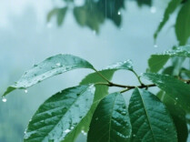 雨区高度重叠风险飙升，湖南未来五天仍处雨水集中期