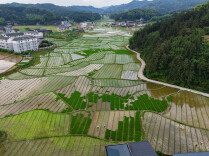 精耕细作保丰收