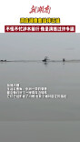 洞庭湖水位上涨，麋鹿组队游向岸边林地