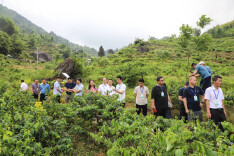 溆浦山银花种植面积全省第一  综合产值突破13亿元