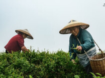 Vine Tea Planting Helps Farmers Increase Income