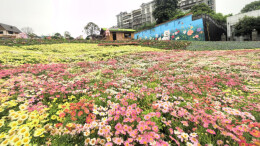 吉首为百姓再造一座城市花园