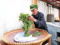 寻茶记丨青藤凝霜韵 甘露润山乡——张家界莓茶的民俗传奇与富民之路@湖南日报要闻头条
