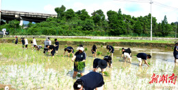 中方县：职中学生农耕实践 田间插秧砺青春