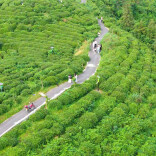 网聚茶香助振兴！2026年湘西好茶主题宣传活动走进永顺、古丈