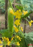 紫苏黄瓜夏日新