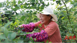 衡阳县：蓝莓挂满枝，产业甜心头