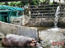 河马冲凉、黑熊泡澡、猴子吃西瓜……动物园里的动物“花式”避暑