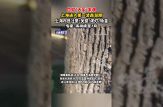 白蚁“大军”来袭上海进入第一波高发期，上海市民注意：关窗、闭灯、除湿，专家：将持续至7月