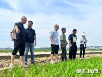 农时不等人 服务不缺位 长沙农技专家雨后田间忙支招