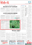 位于南岳区的全球最古老野生绒毛皂荚，被发现70余年后首次开花｜湖南日报