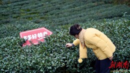 拼多多发布Q1财报：“千亿扶持”加码惠商助农，新拼姆助力供应链转型升级